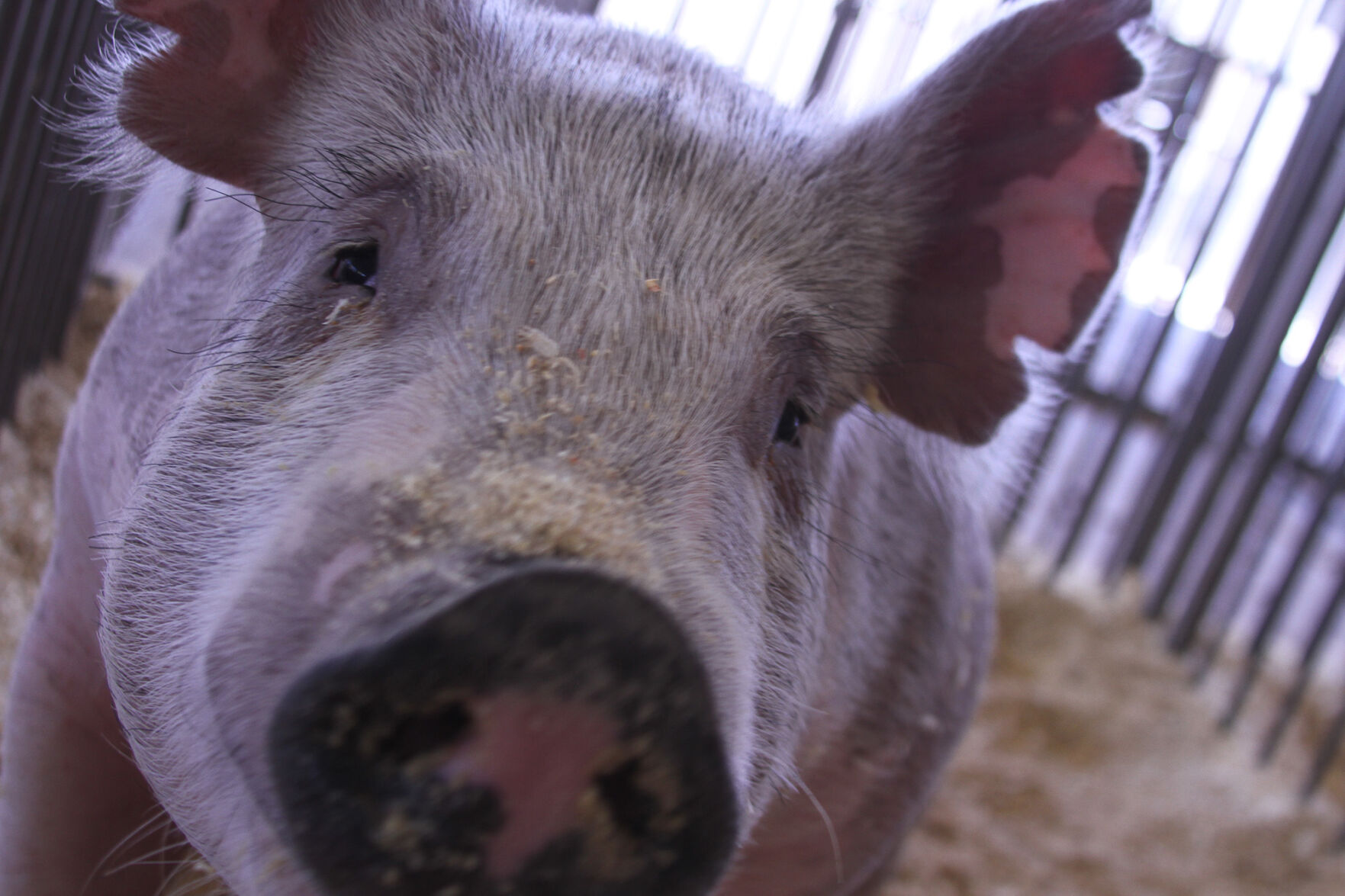 PHOTOS: Scenes from the Scotts Bluff County Fair